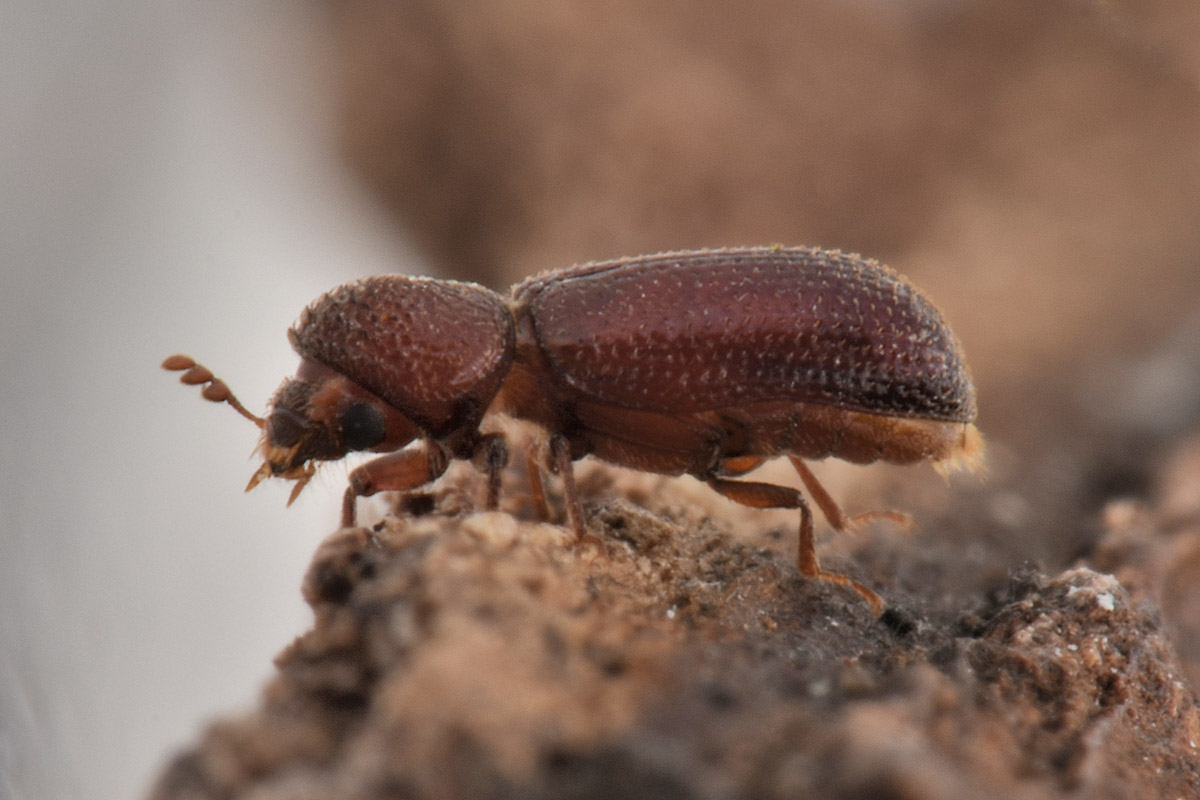 Cappuccino dei cereali? Rhizopertha dominica, Bostrichidae